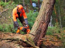 Best Root Management and Removal  in Mount Shasta, CA