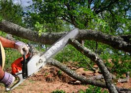  Mount Shasta, CA Tree Care Pros