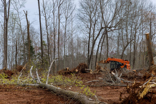 Best Arborist Consultation Services  in Mount Shasta, CA