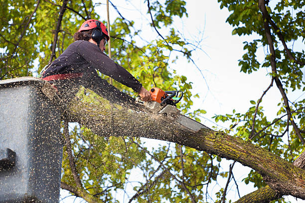 Professional Tree Care in Mount Shasta, CA