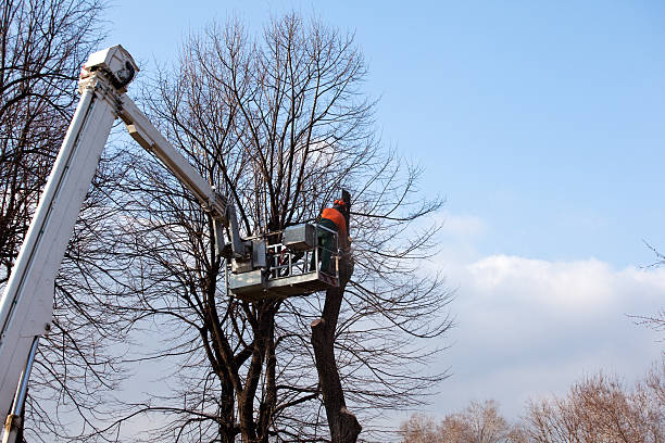 Best Tree and Shrub Care  in Mount Shasta, CA